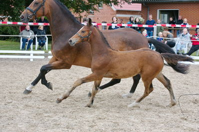 Følchampionat 2019
Billeder fra følchampionat 2019
Nøgleord: casbiann