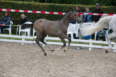 Følchampionat 2019
Billeder fra følchampionat 2019
Nøgleord: glecane