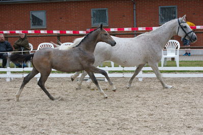 Følchampionat 2019
Billeder fra følchampionat 2019
Nøgleord: glecane