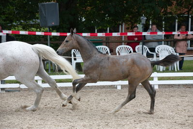 Følchampionat 2019
Billeder fra følchampionat 2019
Nøgleord: glecane