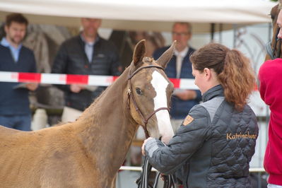 Følchampionat 2019
Billeder fra følchampionat 2019
Nøgleord: wps gwentino