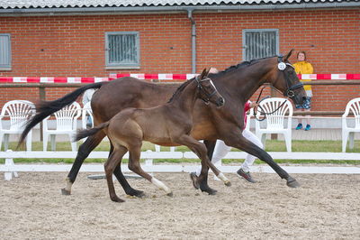 Følchampionat 2019
Billeder fra følchampionat 2019
Nøgleord: calico