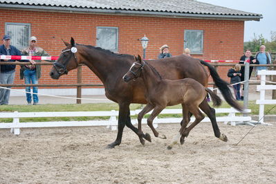 Følchampionat 2019
Billeder fra følchampionat 2019
Nøgleord: calico