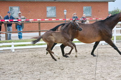 Følchampionat 2019
Billeder fra følchampionat 2019
Nøgleord: calico