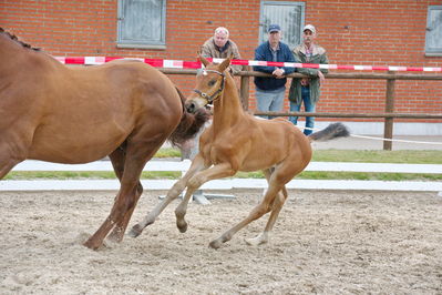 Følchampionat 2019
Billeder fra følchampionat 2019
Nøgleord: svalegårds gold star