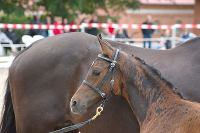 Følchampionat 2019
Billeder fra følchampionat 2019
Nøgleord: Hejbøls Qonrad