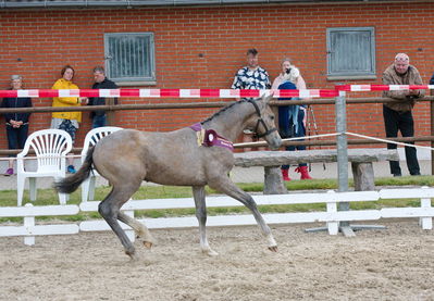 Følchampionat 2019
Billeder fra følchampionat 2019
Nøgleord: glegane;lap of honour