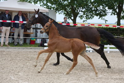 Følchampionat 2019
Billeder fra følchampionat 2019
Nøgleord: skovdals funny boy