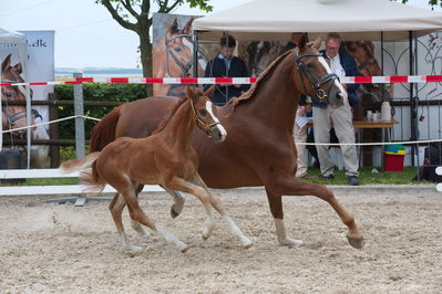 Følchampionat 2019
Billeder fra følchampionat 2019
Nøgleord: floris fuego