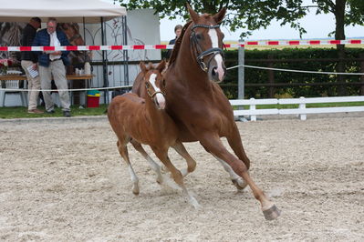 Følchampionat 2019
Billeder fra følchampionat 2019
Nøgleord: floris fuego