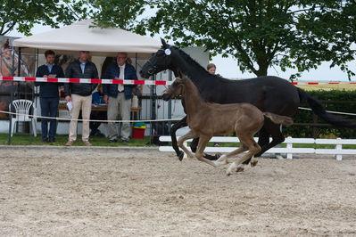 Følchampionat 2019
Billeder fra følchampionat 2019
Nøgleord: svalesgårds floristar