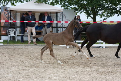 Følchampionat 2019
Billeder fra følchampionat 2019
Nøgleord: svalesgårds floristar