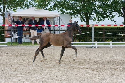 Følchampionat 2019
Billeder fra følchampionat 2019
Nøgleord: kalhaves floridor