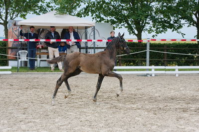 Følchampionat 2019
Billeder fra følchampionat 2019
Nøgleord: kalhaves floridor