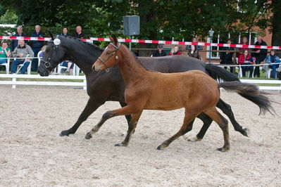 Følchampionat 2019
Billeder fra følchampionat 2019
Nøgleord: flawless