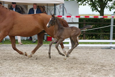 Følchampionat 2019
Billeder fra følchampionat 2019
Nøgleord: freeport