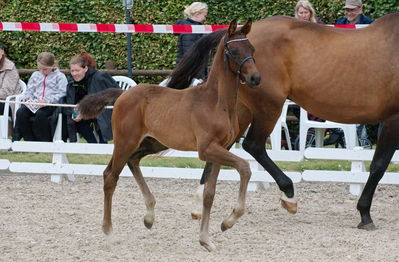 Følchampionat 2019
Billeder fra følchampionat 2019
Nøgleord: barnaby