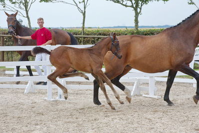 Følchampionat 2019
Billeder fra følchampionat 2019
Nøgleord: barnaby