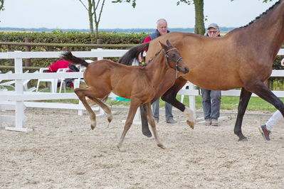 Følchampionat 2019
Billeder fra følchampionat 2019
Nøgleord: barnaby