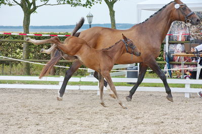 Følchampionat 2019
Billeder fra følchampionat 2019
Nøgleord: barnaby