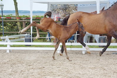 Følchampionat 2019
Billeder fra følchampionat 2019
Nøgleord: barnaby