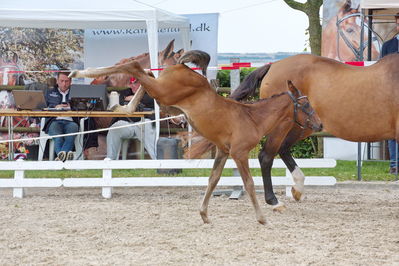 Følchampionat 2019
Billeder fra følchampionat 2019
Nøgleord: barnaby