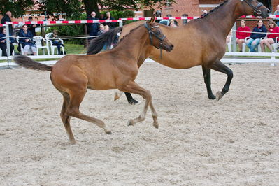 Følchampionat 2019
Billeder fra følchampionat 2019
Nøgleord: barnaby