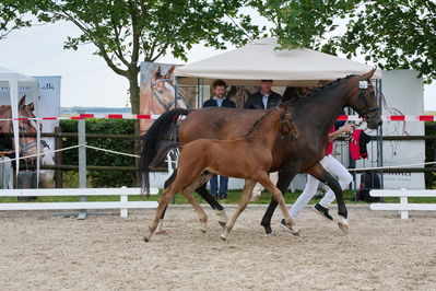 Følchampionat 2019
Billeder fra følchampionat 2019
Nøgleord: faarkroghs fratino