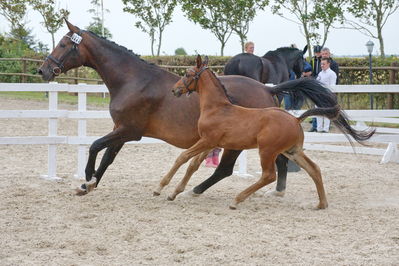 Følchampionat 2019
Billeder fra følchampionat 2019
Nøgleord: faarkroghs fratino