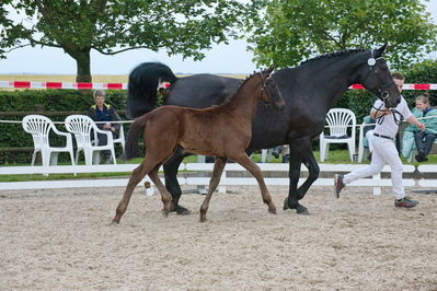 Følchampionat 2019
Billeder fra følchampionat 2019
Nøgleord: bjerregårds ferrari