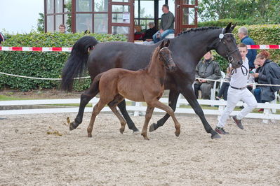 Følchampionat 2019
Billeder fra følchampionat 2019
Nøgleord: bjerregårds ferrari