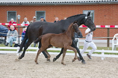 Følchampionat 2019
Billeder fra følchampionat 2019
Nøgleord: bjerregårds ferrari