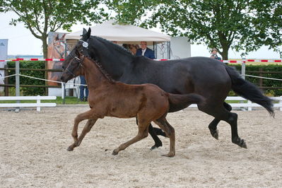 Følchampionat 2019
Billeder fra følchampionat 2019
Nøgleord: bjerregårds ferrari