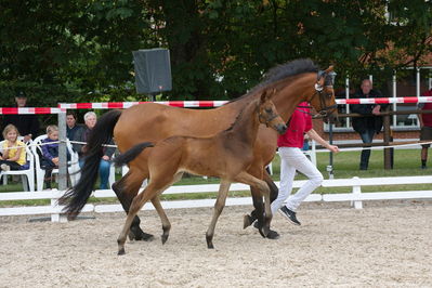 Følchampionat 2019
Billeder fra følchampionat 2019
Nøgleord: mr brown sem