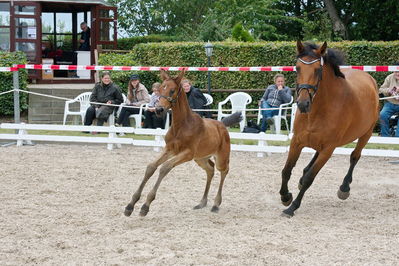 Følchampionat 2019
Billeder fra følchampionat 2019
Nøgleord: mr brown sem