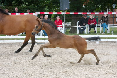 Følchampionat 2019
Billeder fra følchampionat 2019
Nøgleord: mr brown sem