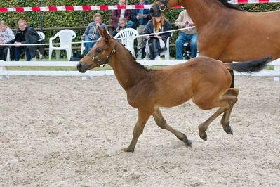 Følchampionat 2019
Billeder fra følchampionat 2019
Nøgleord: mr brown sem