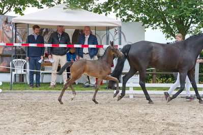 Følchampionat 2019
Billeder fra følchampionat 2019
Nøgleord: kjeldgaardens django