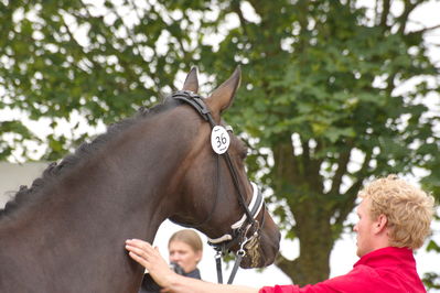 Følchampionat 2019
Billeder fra følchampionat 2019
Nøgleord: uglholms dreamer