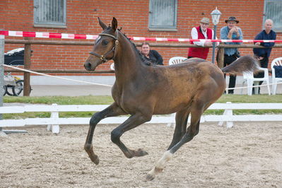 Følchampionat 2019
Billeder fra følchampionat 2019
Nøgleord: uglholms dreamer