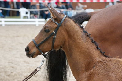 Følchampionat 2019
Billeder fra følchampionat 2019
Nøgleord: stensgaard's lord romance