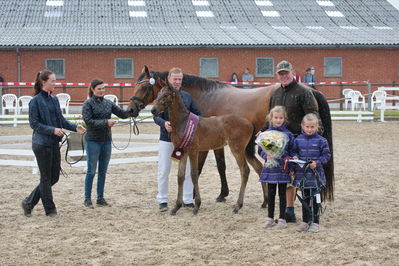 Følchampionat 2019
Billeder fra følchampionat 2019
Nøgleord: mr brown sem