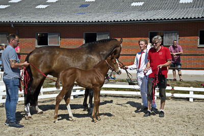 følchampionat 2018
vinderføl
Nøgleord: benny olsen;d o s lady sct clair;kh18-023