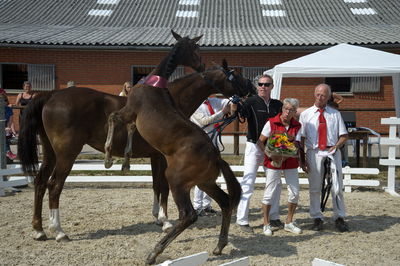 følchampionat 2018
vinderføl
Nøgleord: k18-044;BORBJERGS MAESTRO DE BELA;Jørn Dahl