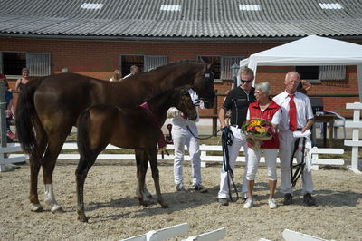 følchampionat 2018
vinderføl
Nøgleord: k18-044;BORBJERGS MAESTRO DE BELA;Jørn Dahl