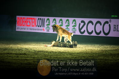 Dansk varmblod hingstekåring.
galashow
Nøgleord: hundeshow