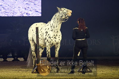 Dansk varmblod hingstekåring.
galashow
Nøgleord: rosi hochegger;scout