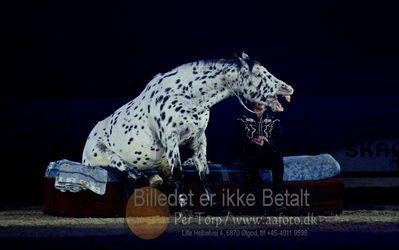 Dansk varmblod hingstekåring.
galashow
Nøgleord: rosi hochegger;scout