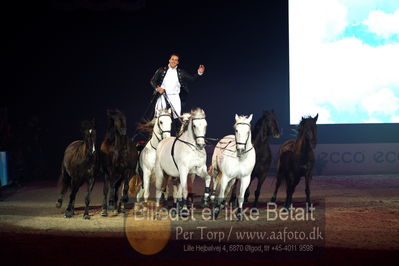 Dansk varmblod hingstekåring.
galashow
Nøgleord: lorenzo