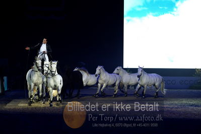 Dansk varmblod hingstekåring.
galashow
Nøgleord: lorenzo